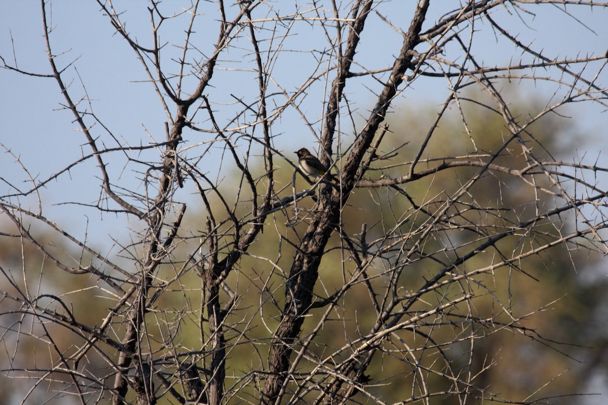 Black-fronted Bulbul - ML647109322