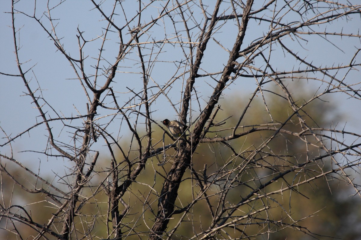 Black-fronted Bulbul - ML647109323