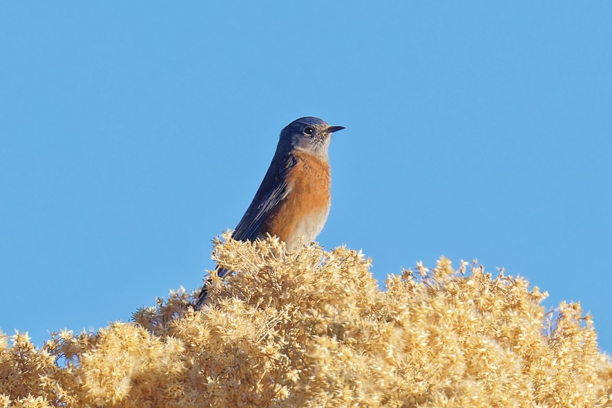 Западная сиалия - ML647109324