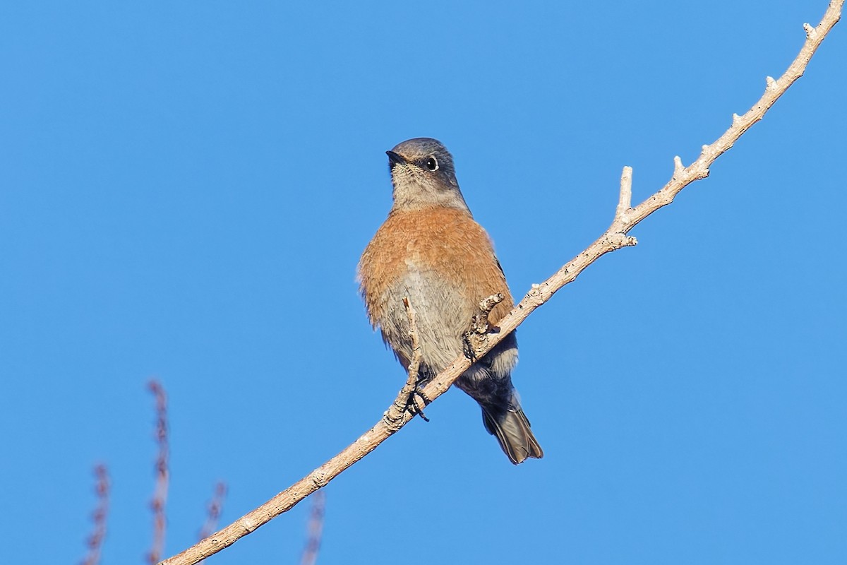 Западная сиалия - ML647109325