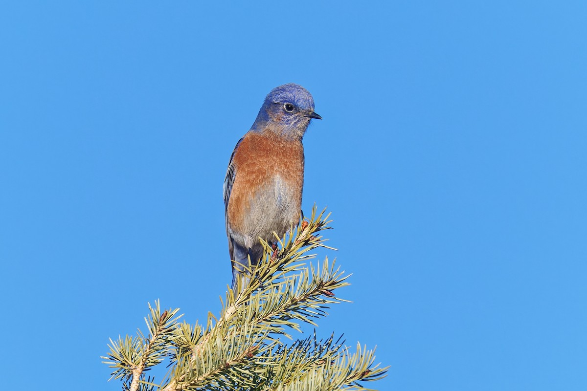 Западная сиалия - ML647109326