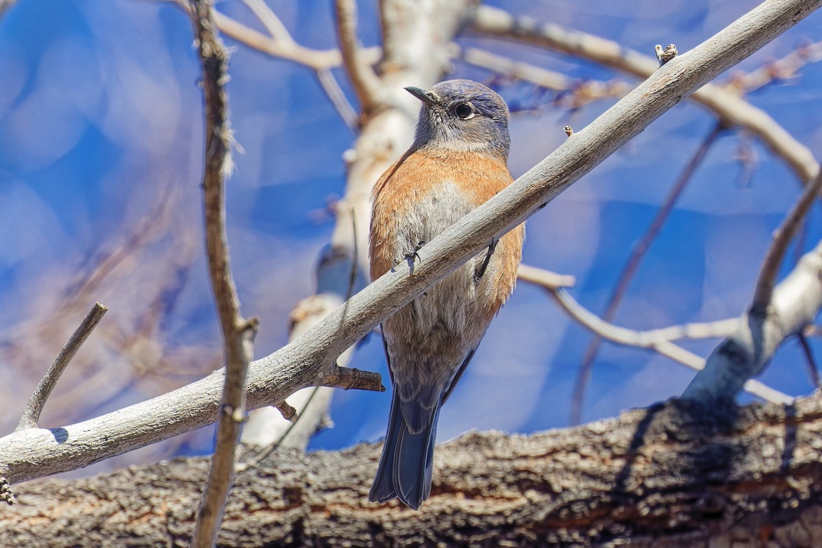 Западная сиалия - ML647109327