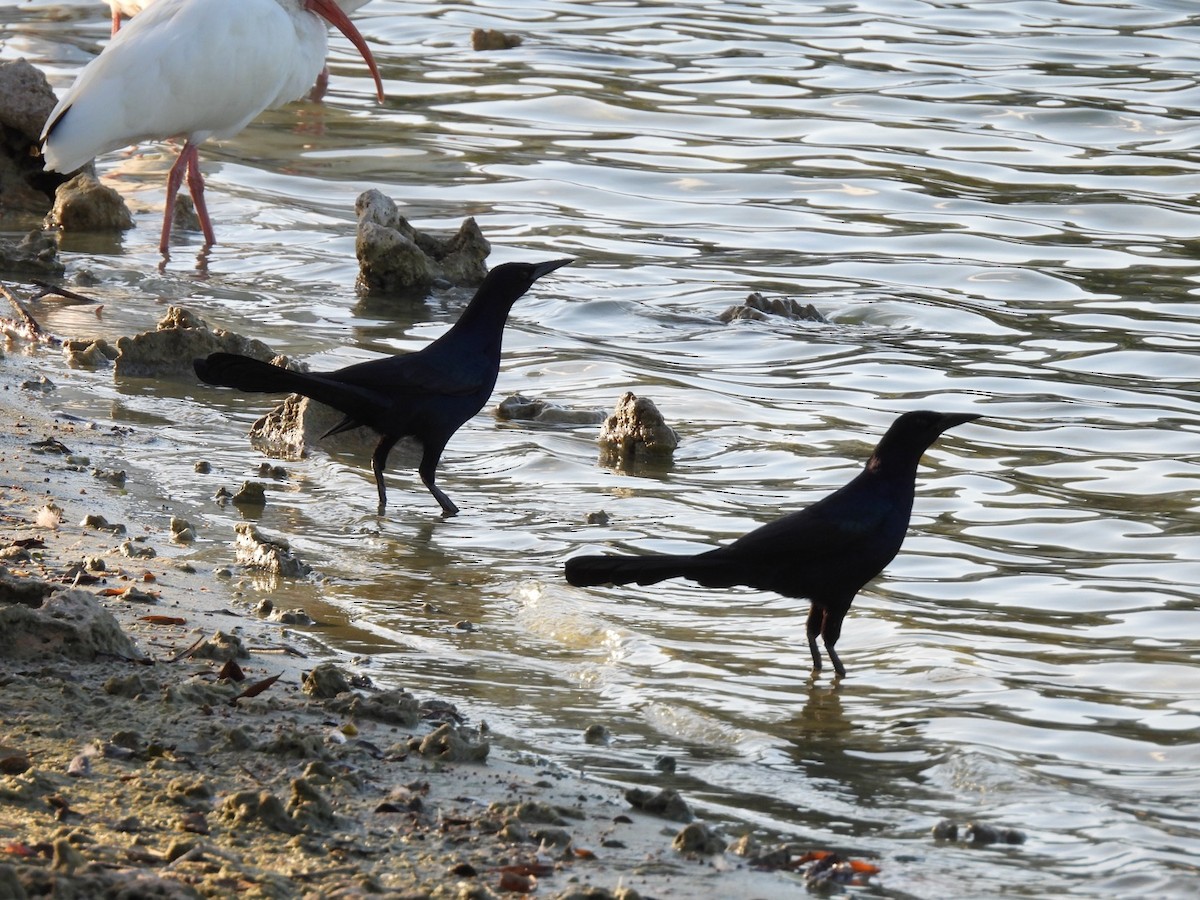 キタオナガクロムクドリモドキ - ML647109342