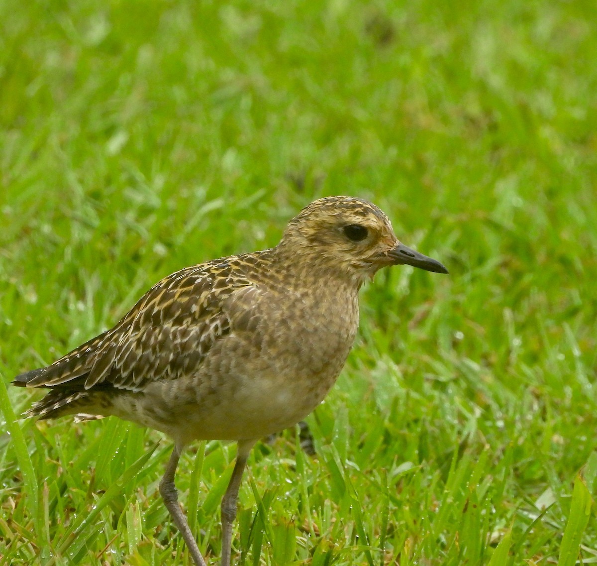Pacific Golden-Plover - ML647109343