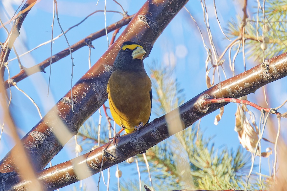 Evening Grosbeak - ML647109347