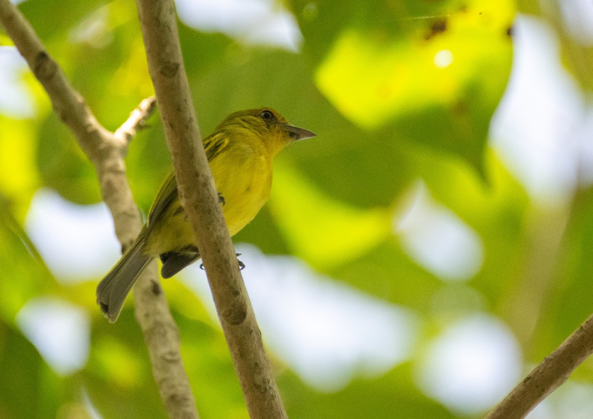 Ochre-lored Flatbill - ML647109351