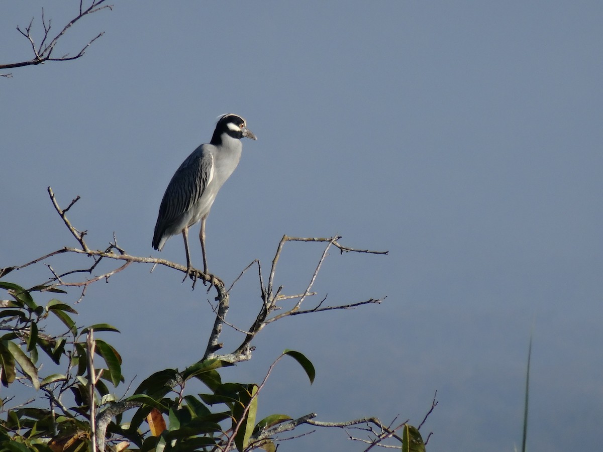 Yellow-crowned Night Heron - ML647109355