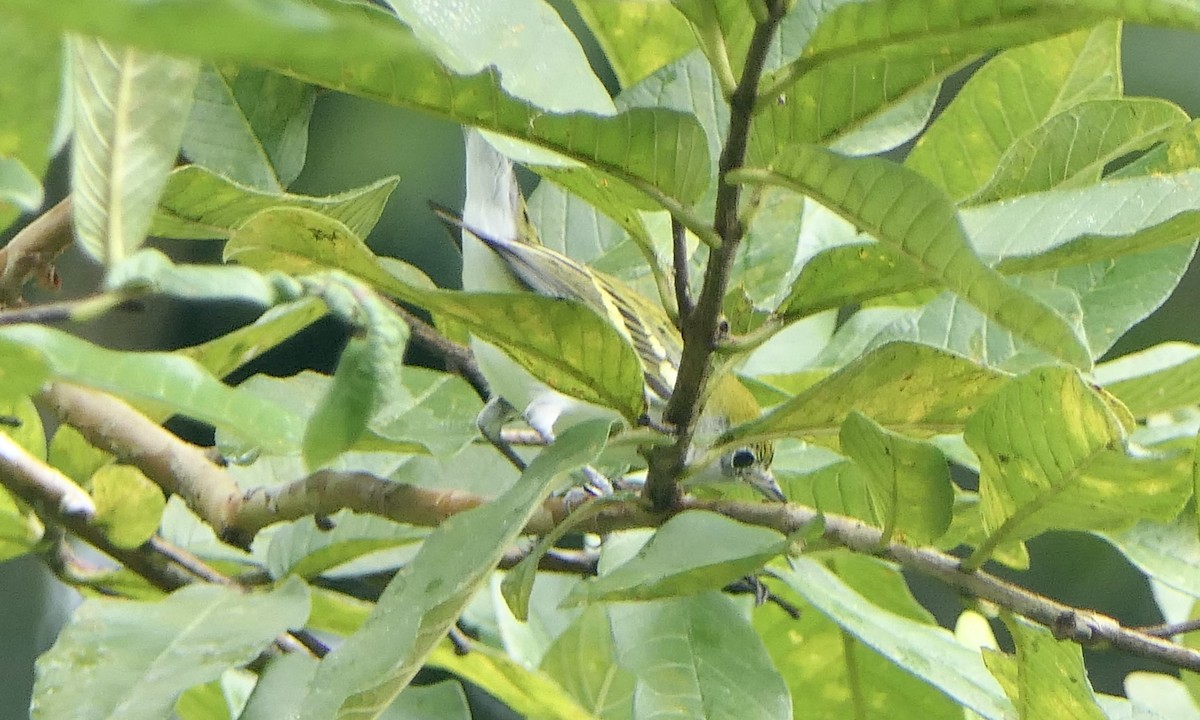 lesňáček rezavoboký - ML647109356