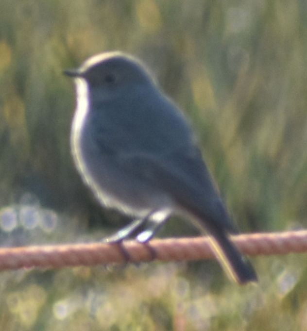 Black Redstart - ML647109357