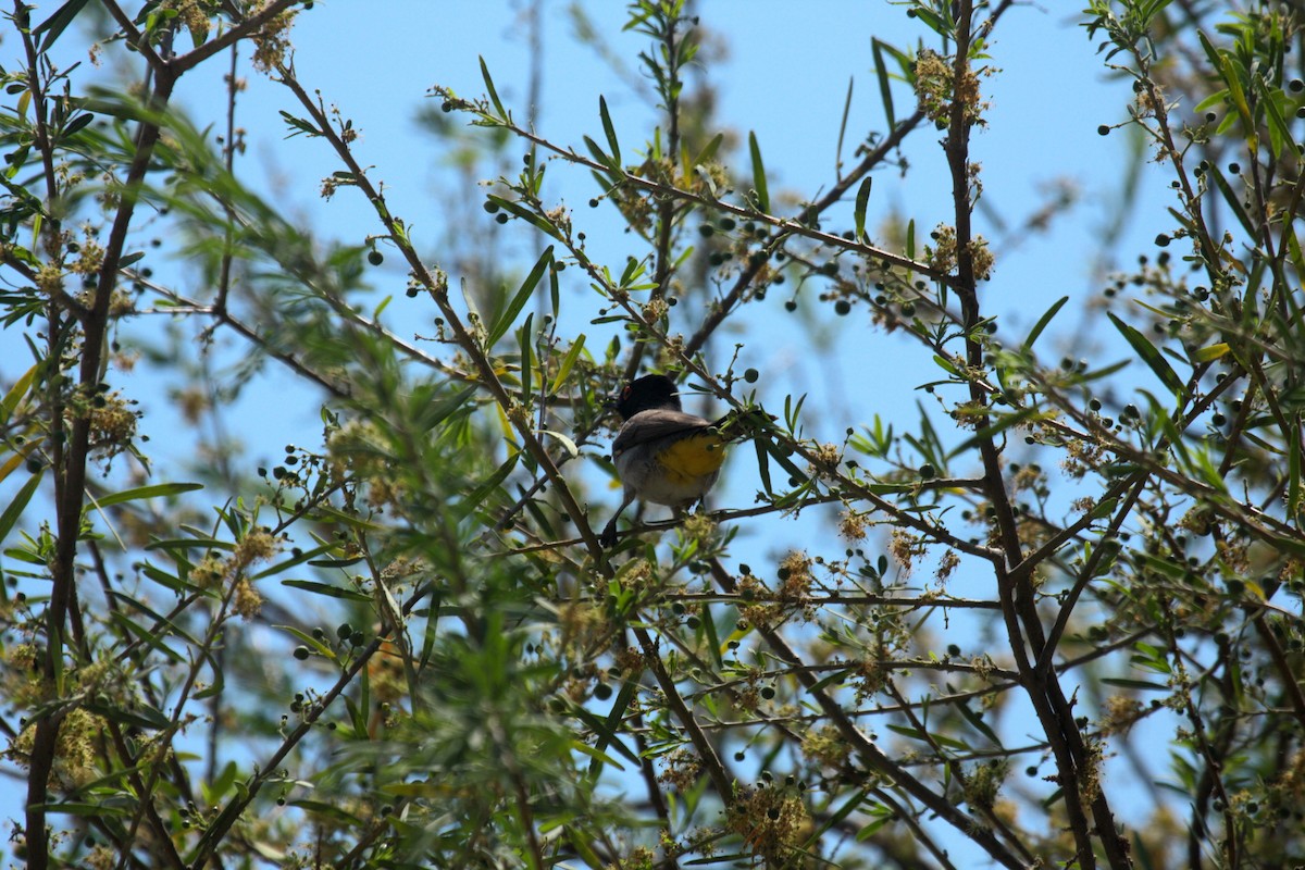 Black-fronted Bulbul - ML647109358