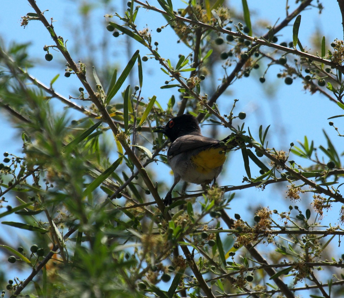 Black-fronted Bulbul - ML647109359