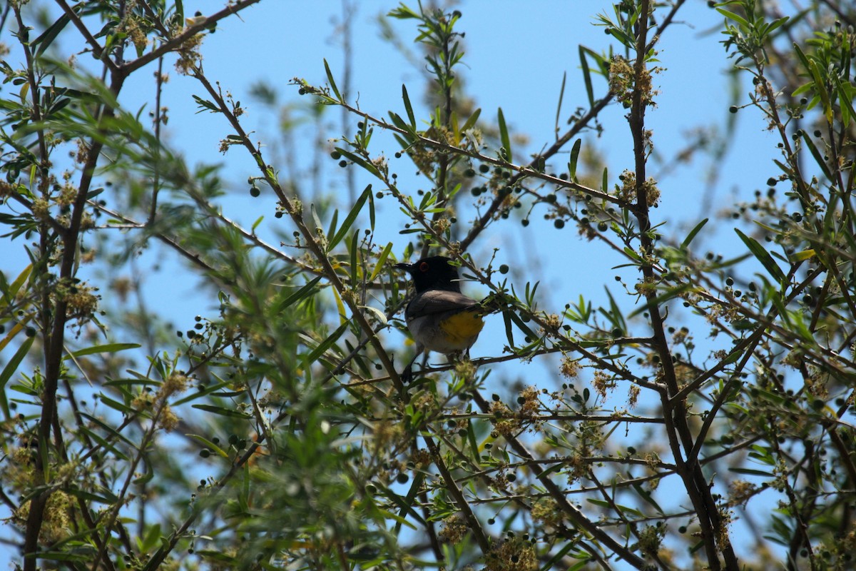 Black-fronted Bulbul - ML647109360