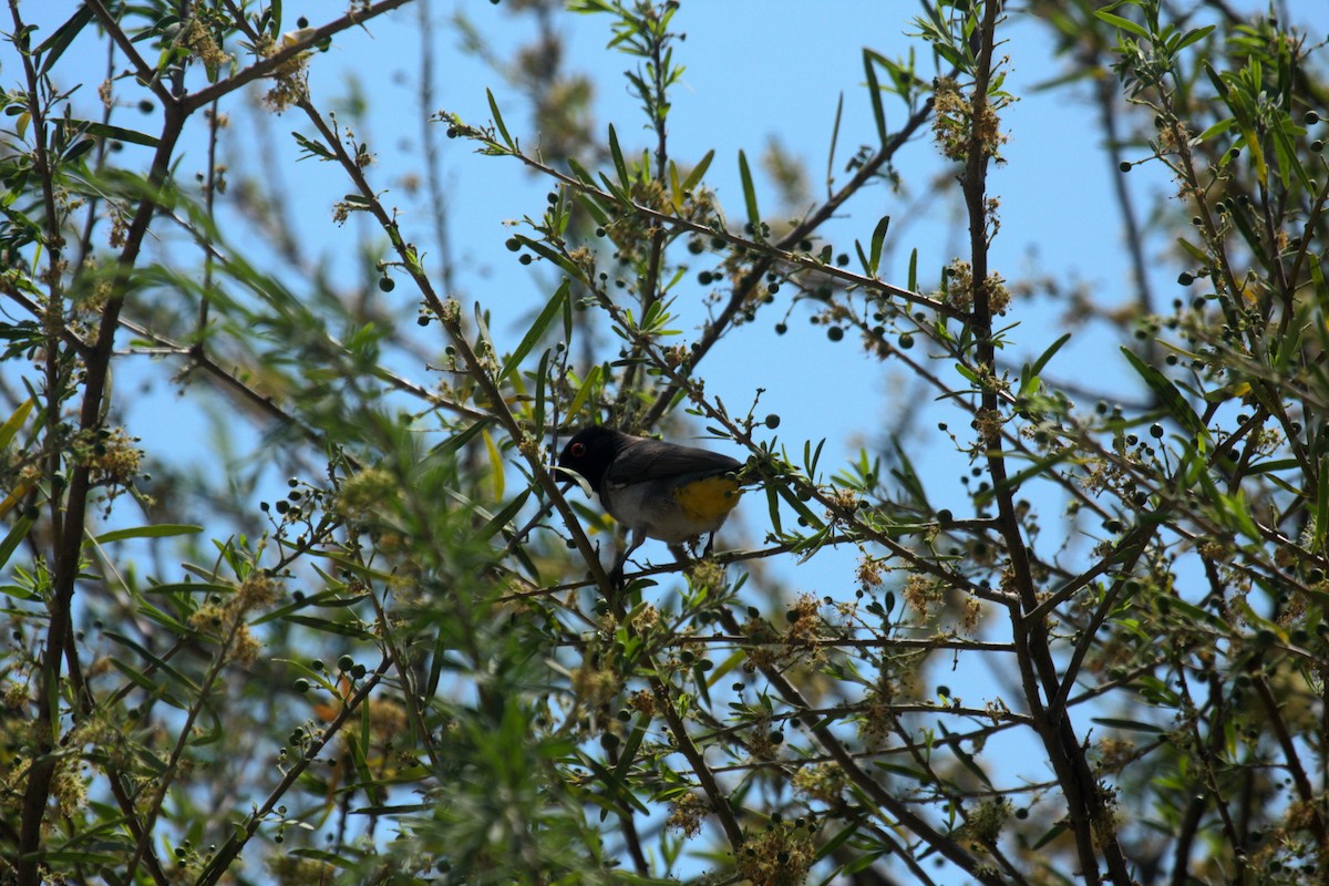 Black-fronted Bulbul - ML647109362