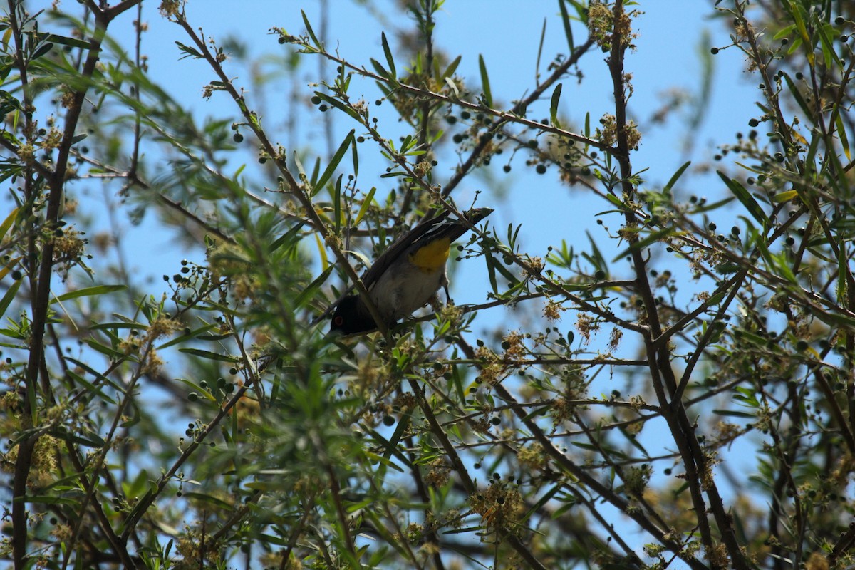 Black-fronted Bulbul - ML647109363