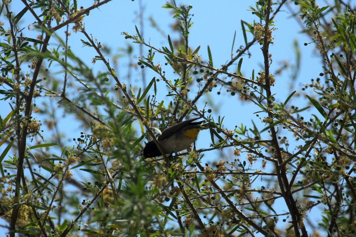 Black-fronted Bulbul - ML647109364