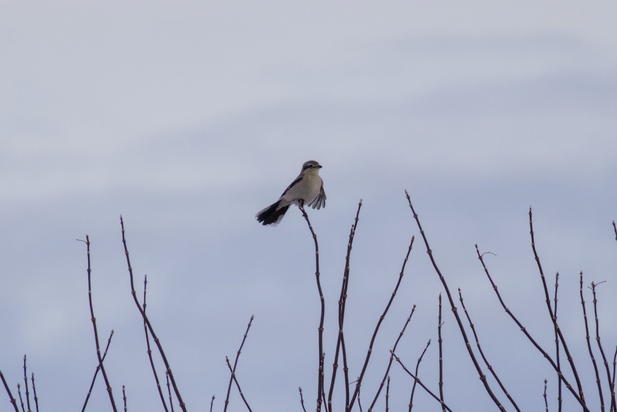 Alcaudón Boreal - ML647109365