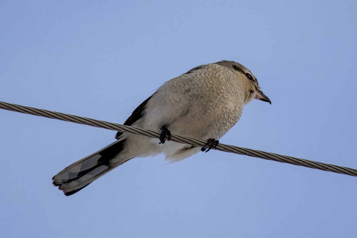 Alcaudón Boreal - ML647109366