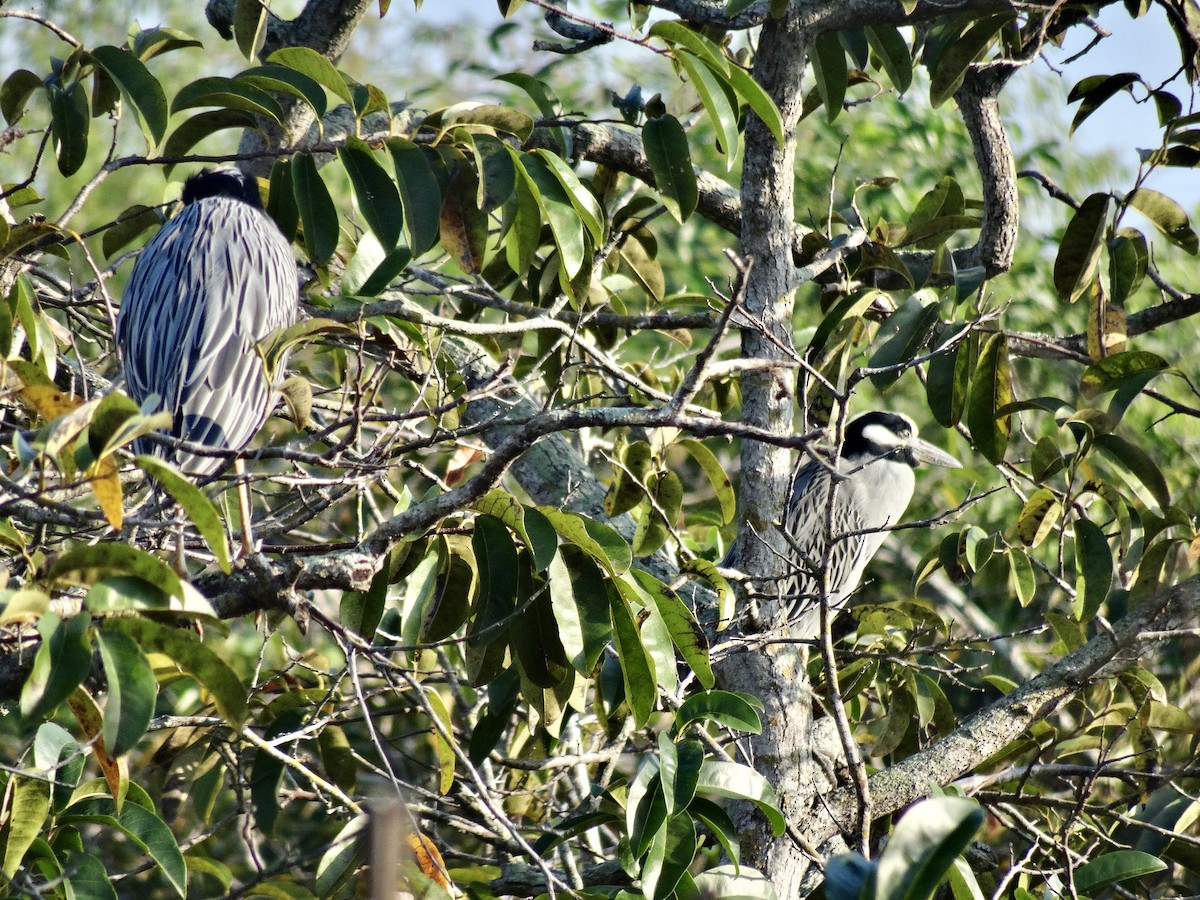 Yellow-crowned Night Heron - ML647109367