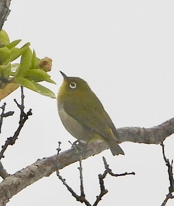 Warbling White-eye - ML647109368