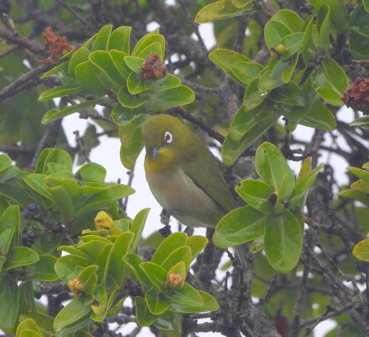 Warbling White-eye - ML647109369