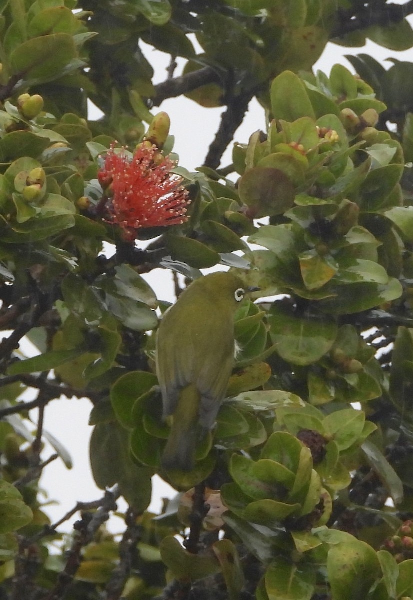 Warbling White-eye - ML647109370