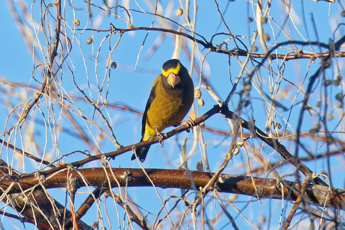 Evening Grosbeak - ML647109373