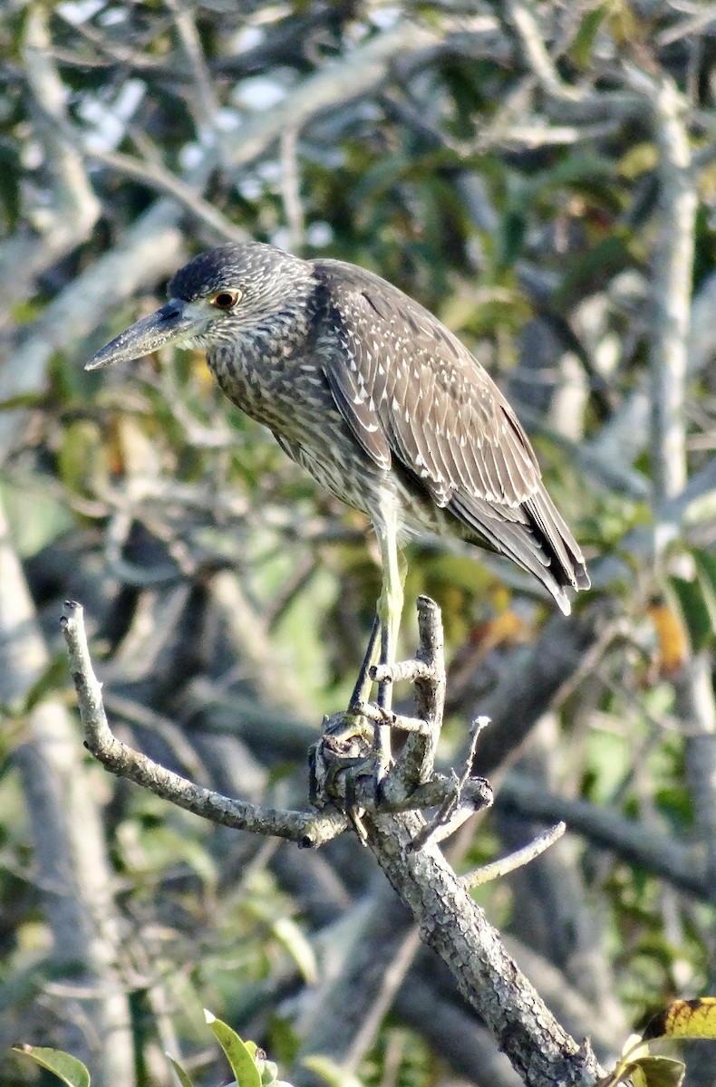 Yellow-crowned Night Heron - ML647109374