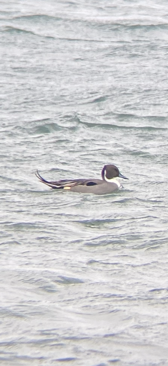 ostralka štíhlá - ML647109377