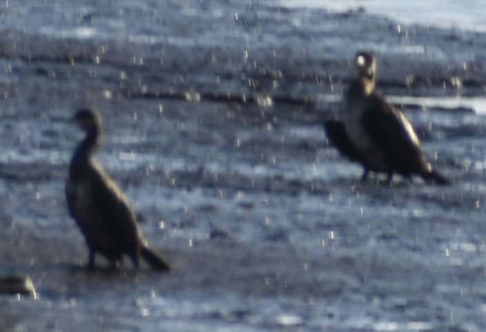 Cormorán Grande - ML647109378