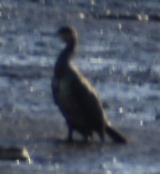 Cormorán Grande - ML647109379