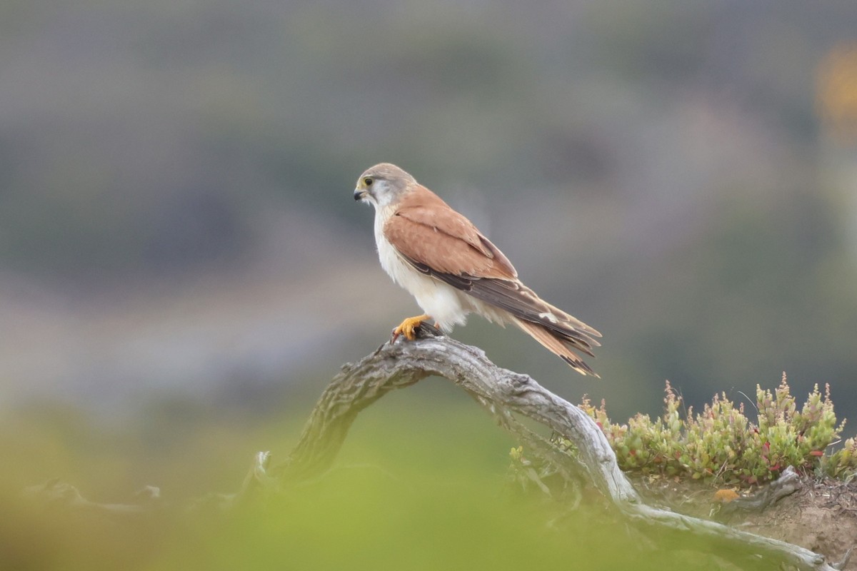 Nankeen Kestrel - ML647109384