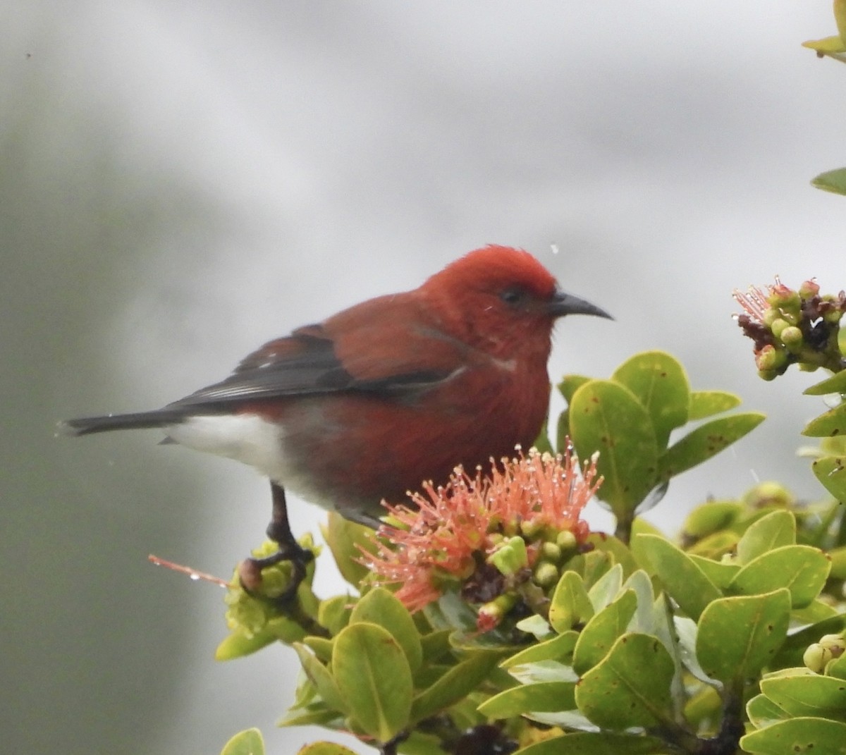 Apapane - ML647109388