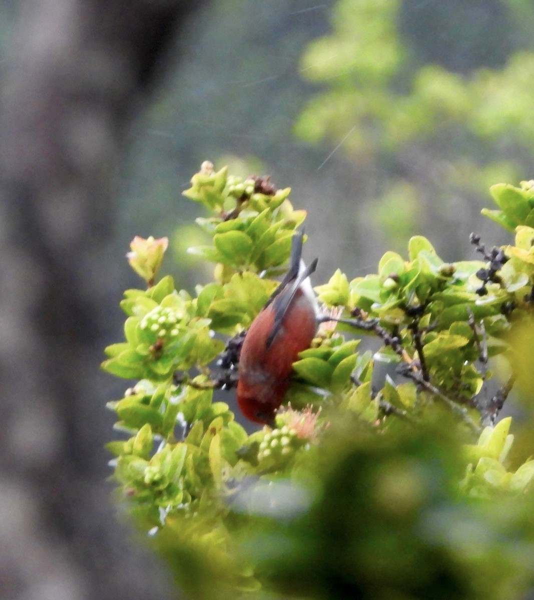 Apapane - ML647109389