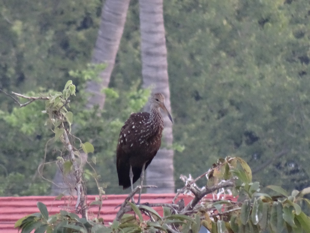 Limpkin - ML647109399