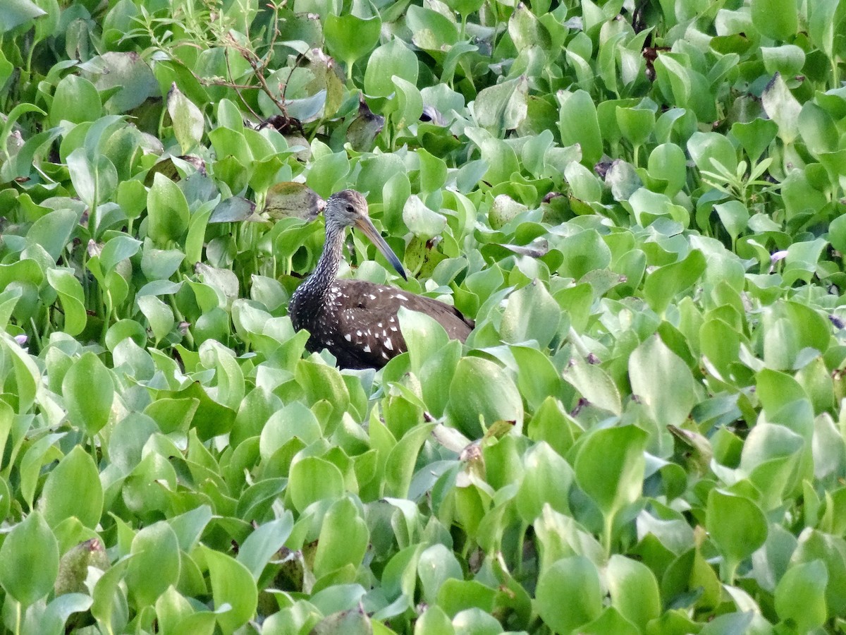 Limpkin - ML647109407