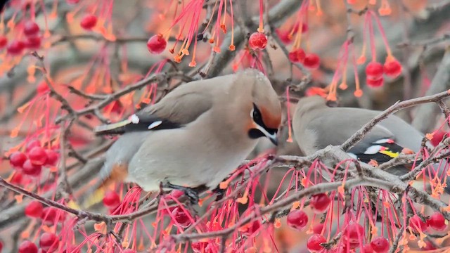 Свиристель - ML647109413