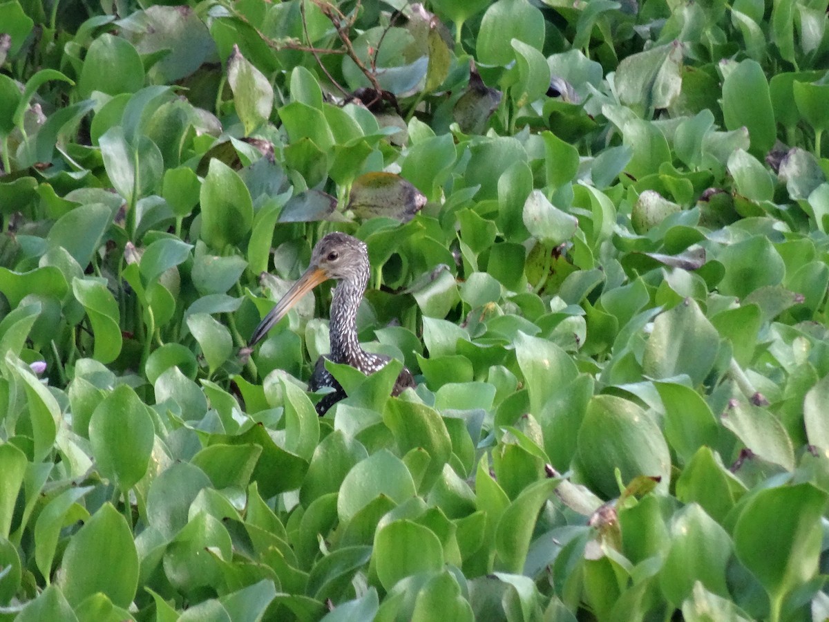 Limpkin - ML647109415