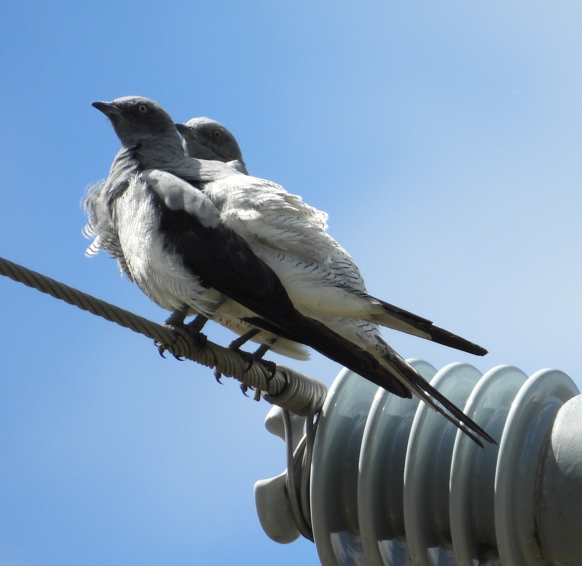 Ground Cuckooshrike - ML647109416