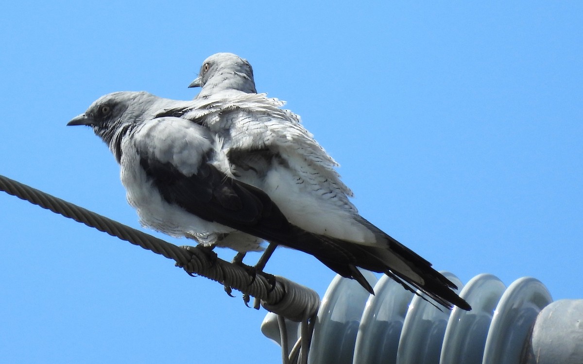 Ground Cuckooshrike - ML647109417