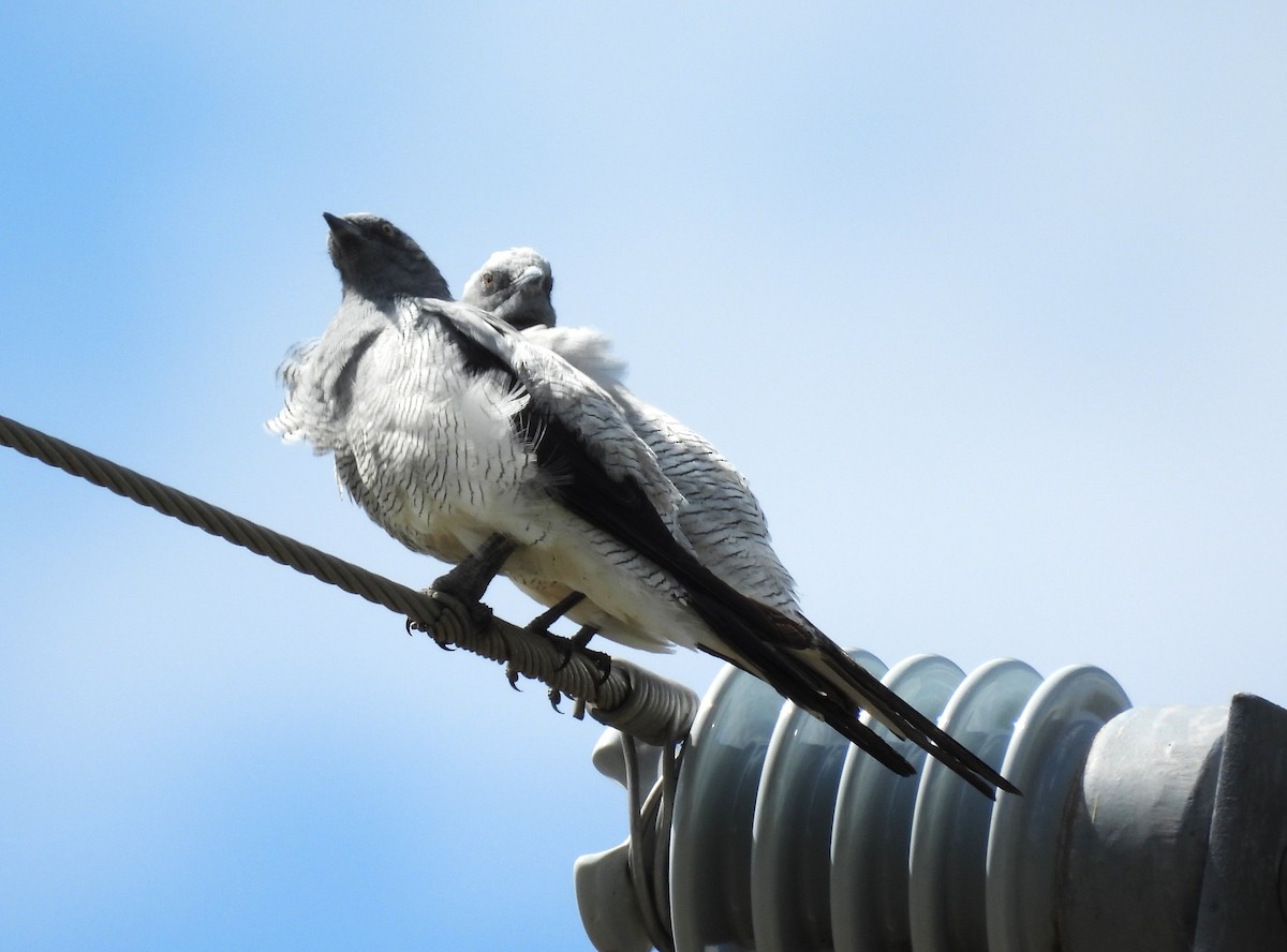 Ground Cuckooshrike - ML647109418