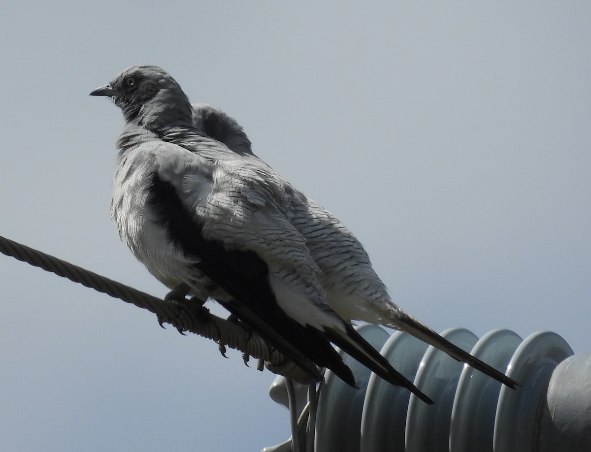 Ground Cuckooshrike - ML647109419