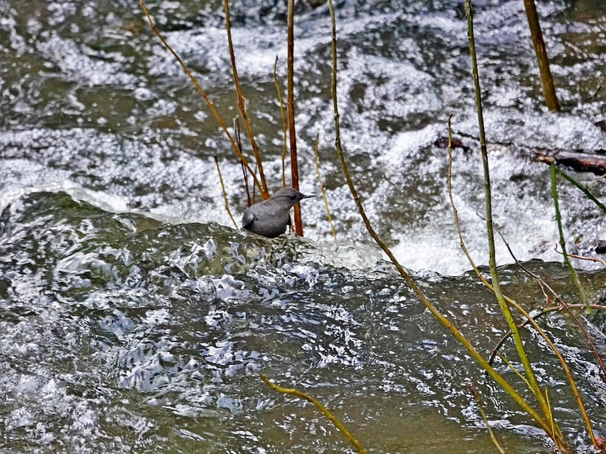 American Dipper - ML647109430