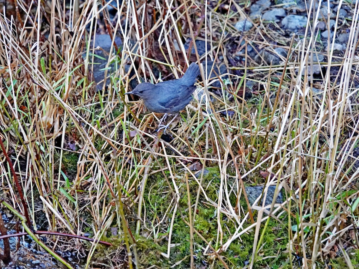 American Dipper - ML647109431