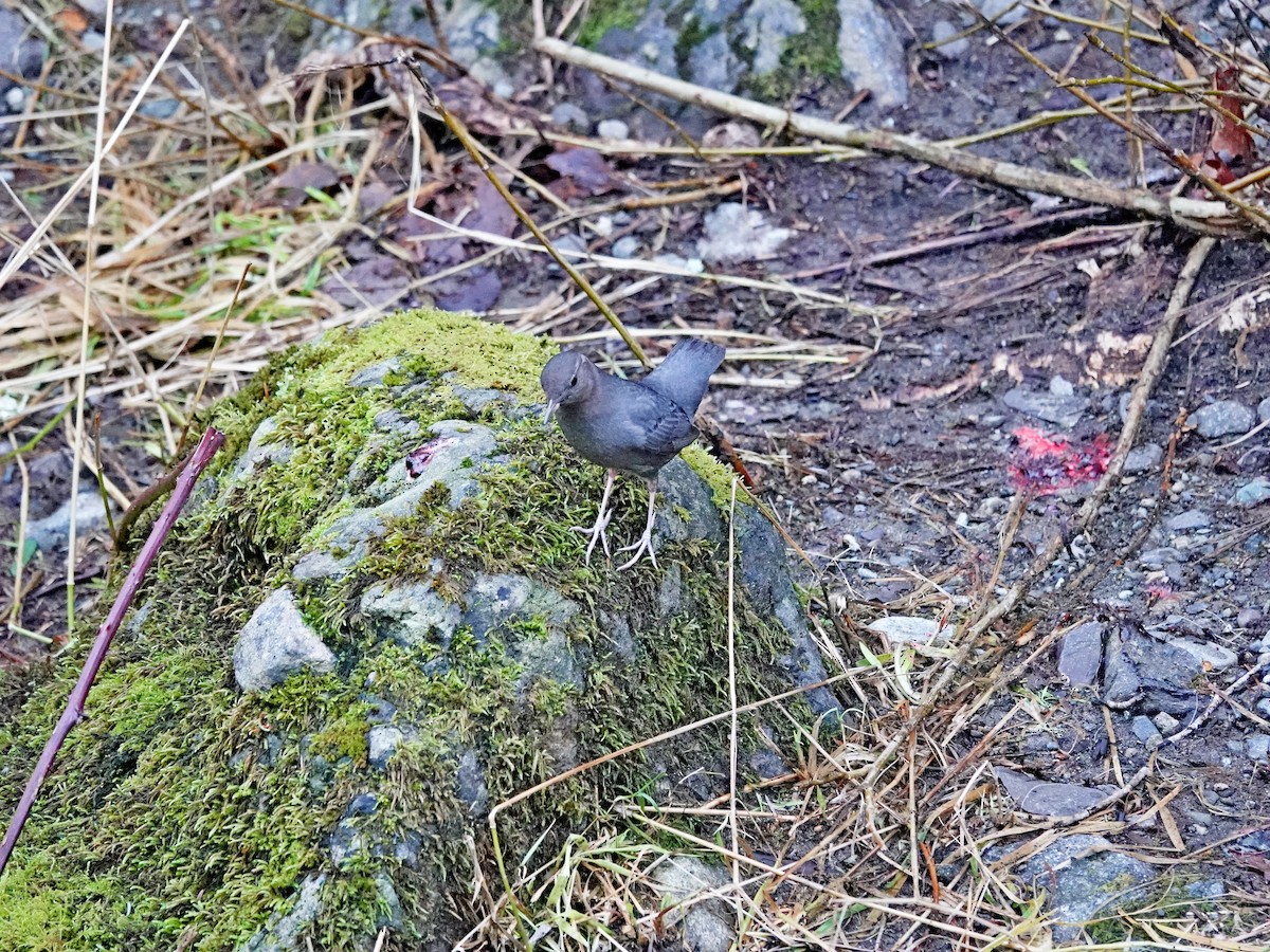 American Dipper - ML647109432