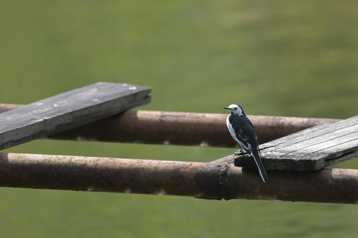 White Wagtail - ML647109436
