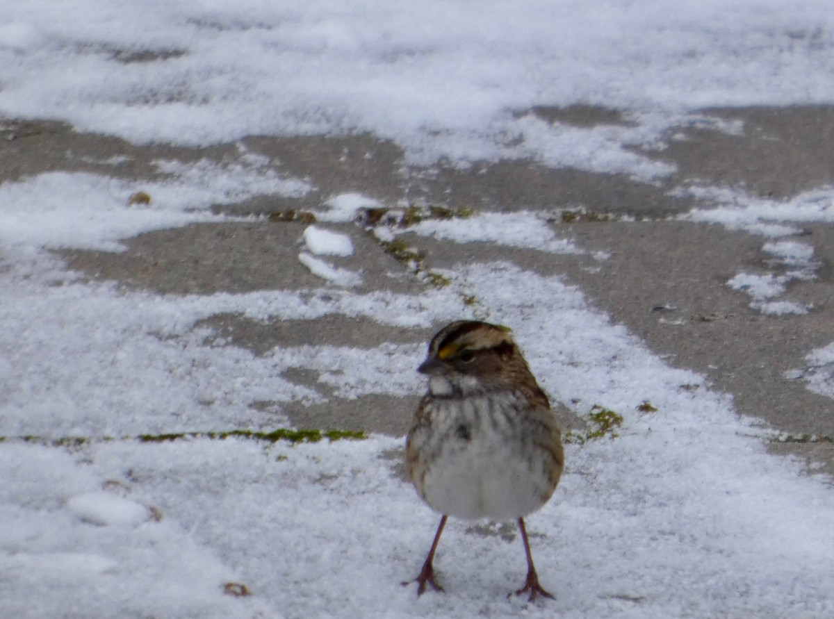 גיבתונית לבנת-גרון - ML647109438