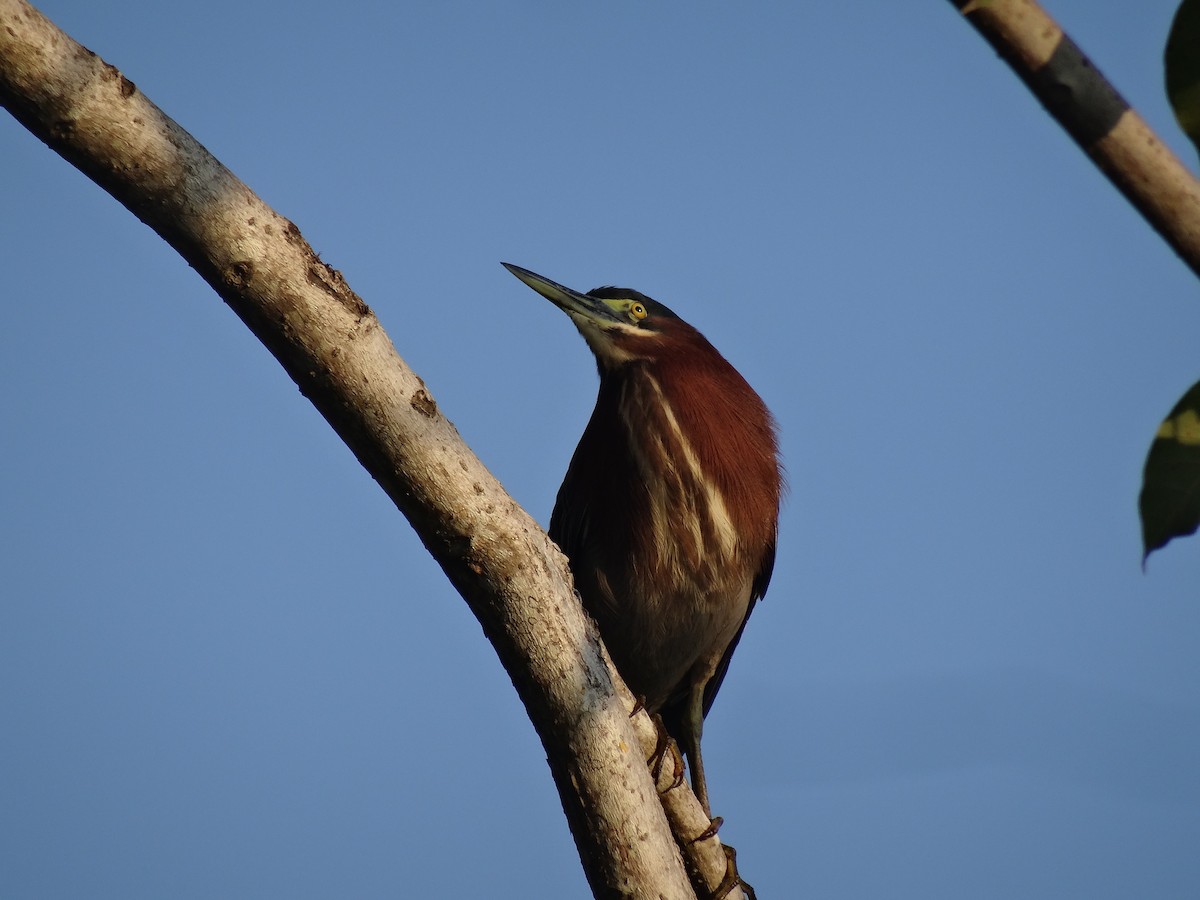 Green Heron - ML647109439