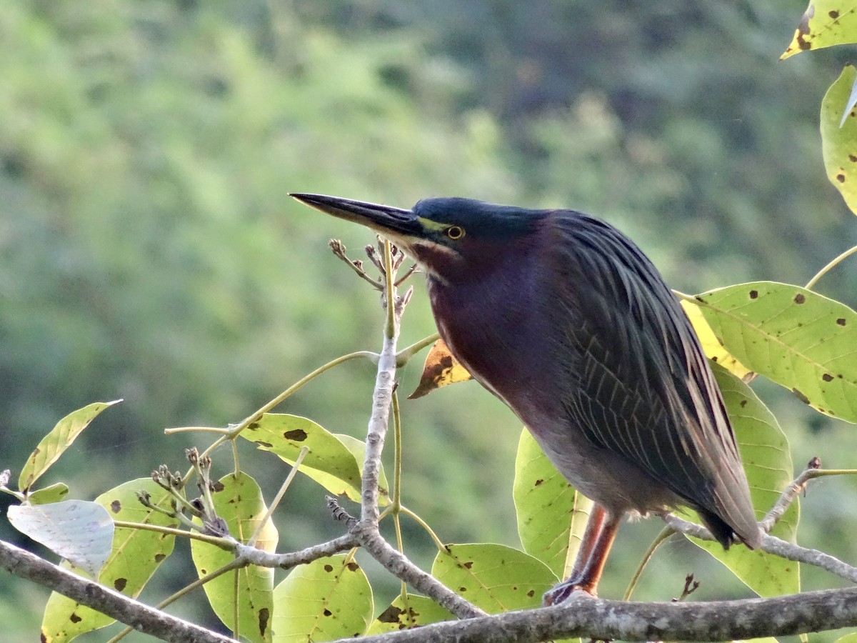 Green Heron - ML647109443