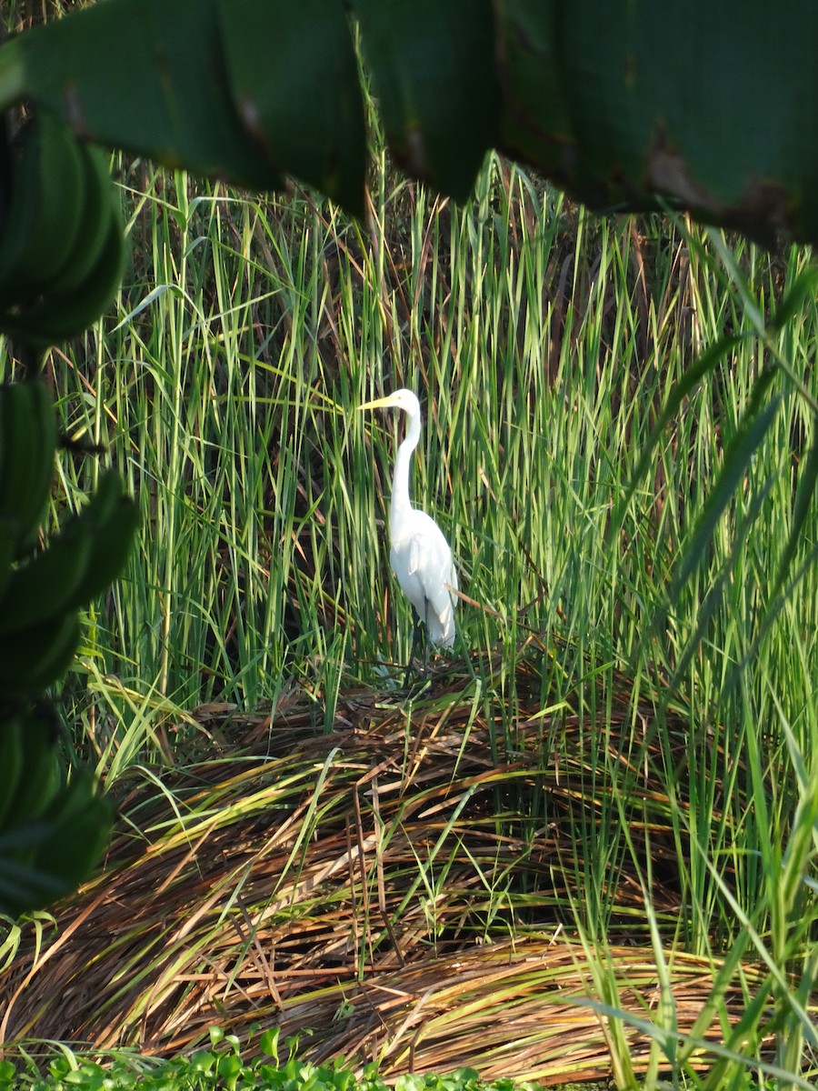 Great Egret - ML647109456