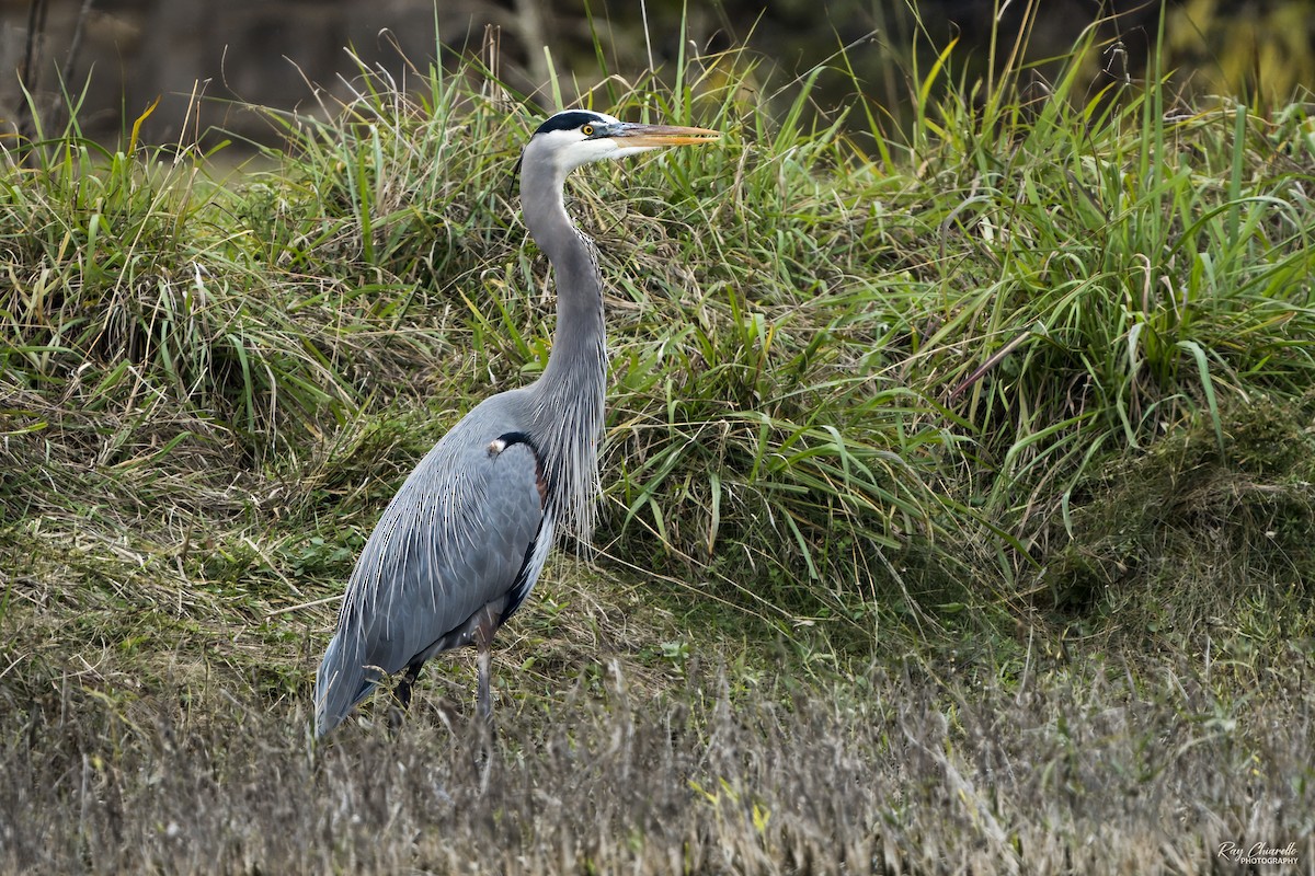 Great Blue Heron - ML647109459